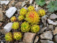 /album/fotogalerie-nabidka/sempervivum-cmirals-yellow1-jpg1/